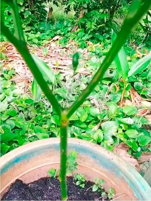 Cây ớt ra đúng 1 quả chỗ hiểm và loạt cây thích mọc bừa phứa-1