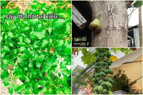 Cây ớt ra đúng 1 quả 'chỗ hiểm' và loạt cây thích mọc bừa phứa