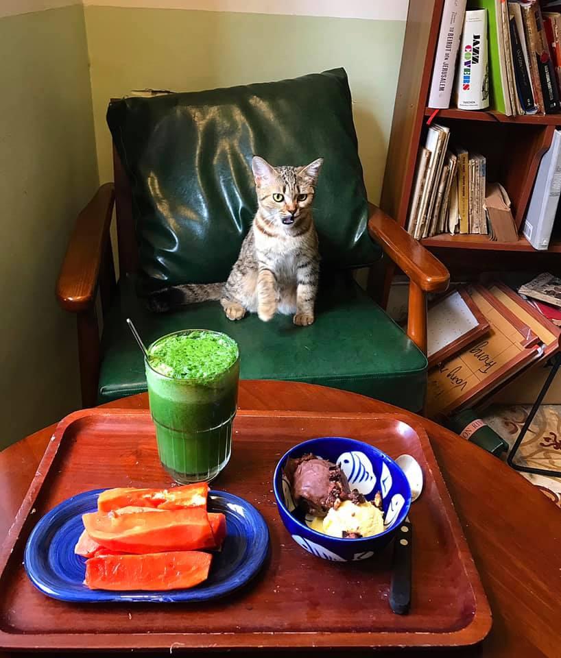 Cách ly cùng 1 chú mèo, 8x vẫn đam mê nấu toàn món ngon-7