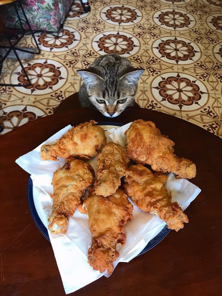 Cách ly cùng 1 chú mèo, 8x vẫn đam mê nấu toàn món ngon-14