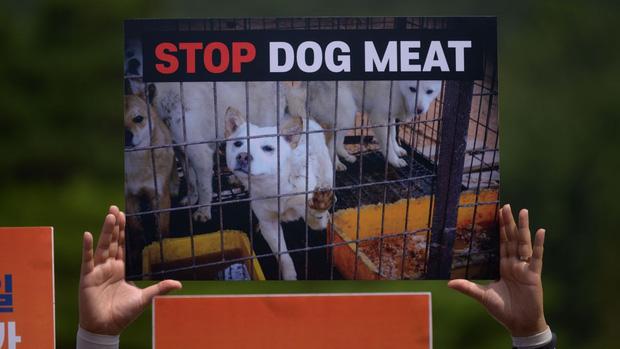 Rộ thông tin Hàn Quốc cấm tiêu thụ thịt chó, sự thật là gì?-2