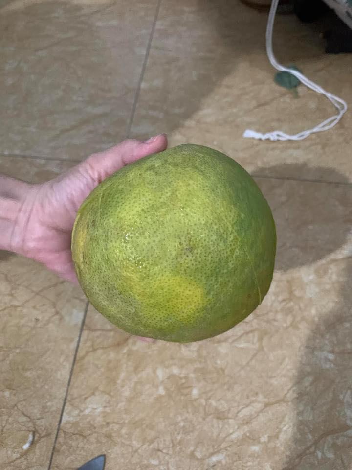 Khóc không thành tiếng với bưởi đột biến 8 nghìn lá 2 nghìn xôi-1