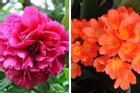 Top 5 loài hoa phong thủy mang đến phú quý, vinh hoa