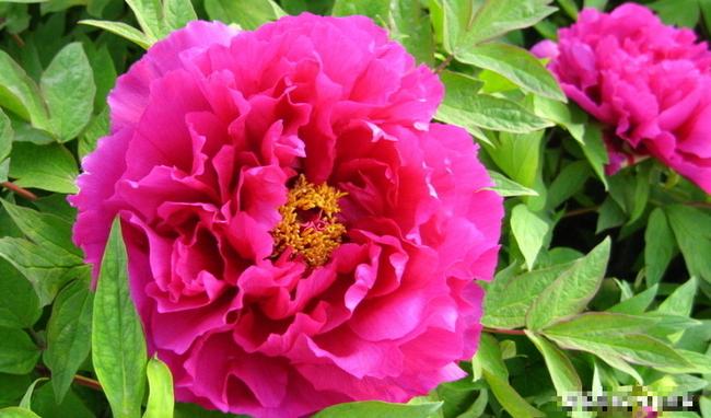 Phúc lộc sâu dày, tiền về nặng tay người sinh tháng âm lịch sau!-1