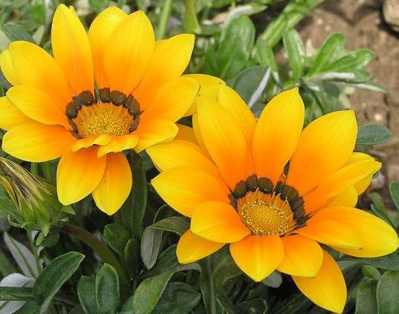 Phúc lộc sâu dày, tiền về nặng tay người sinh tháng âm lịch sau!-2