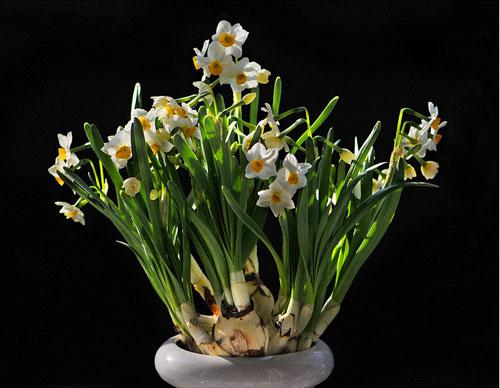 6 loài hoa mang đến may mắn giúp gia chủ ngày càng phát đạt-1