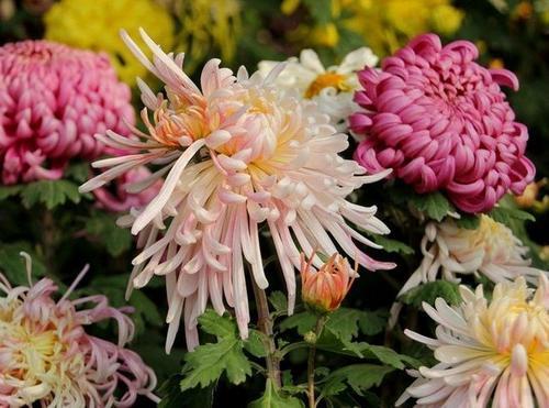6 loài hoa mang đến may mắn giúp gia chủ ngày càng phát đạt-2