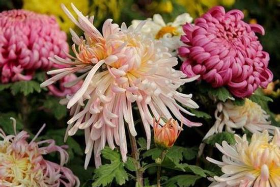 6 loài hoa mang đến may mắn giúp gia chủ ngày càng phát đạt