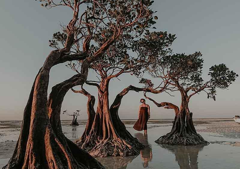 Họ hy vọng có thể chụp được một bức ảnh hoàn hảo về rừng ngập mặn. Khi xem qua những tác phẩm của họ, bạn sẽ dễ dàng hiểu được tại sao người ta ví những cây đước ở đây biết “nhảy múa”.