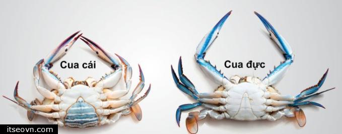 Mẹ người yêu nhờ đi mua cua đực, cô gái đứng giữa chợ kêu trời-8