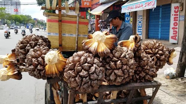 Loại quả mọc đầy Việt Nam là thực vật cấp quốc gia Trung Quốc-2