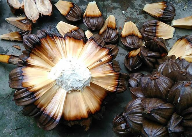 Loại quả mọc đầy Việt Nam là thực vật cấp quốc gia Trung Quốc-4