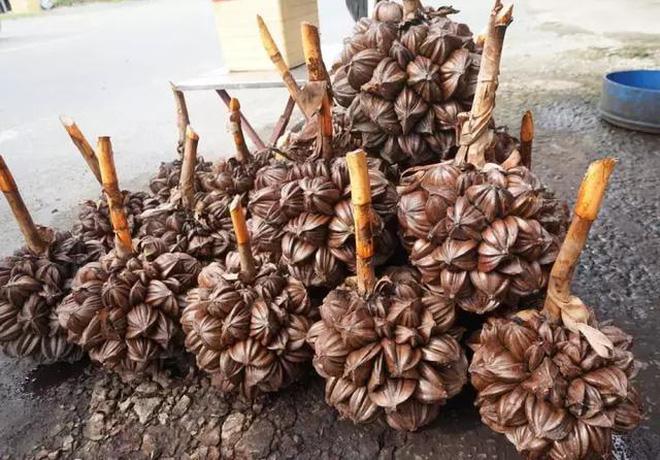 Loại quả mọc đầy Việt Nam là thực vật cấp quốc gia Trung Quốc-7