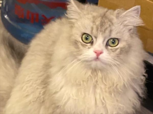 Cặp đôi chia tay đòi mèo, bạn trai không chăm vẫn muốn giành đến cùng-3