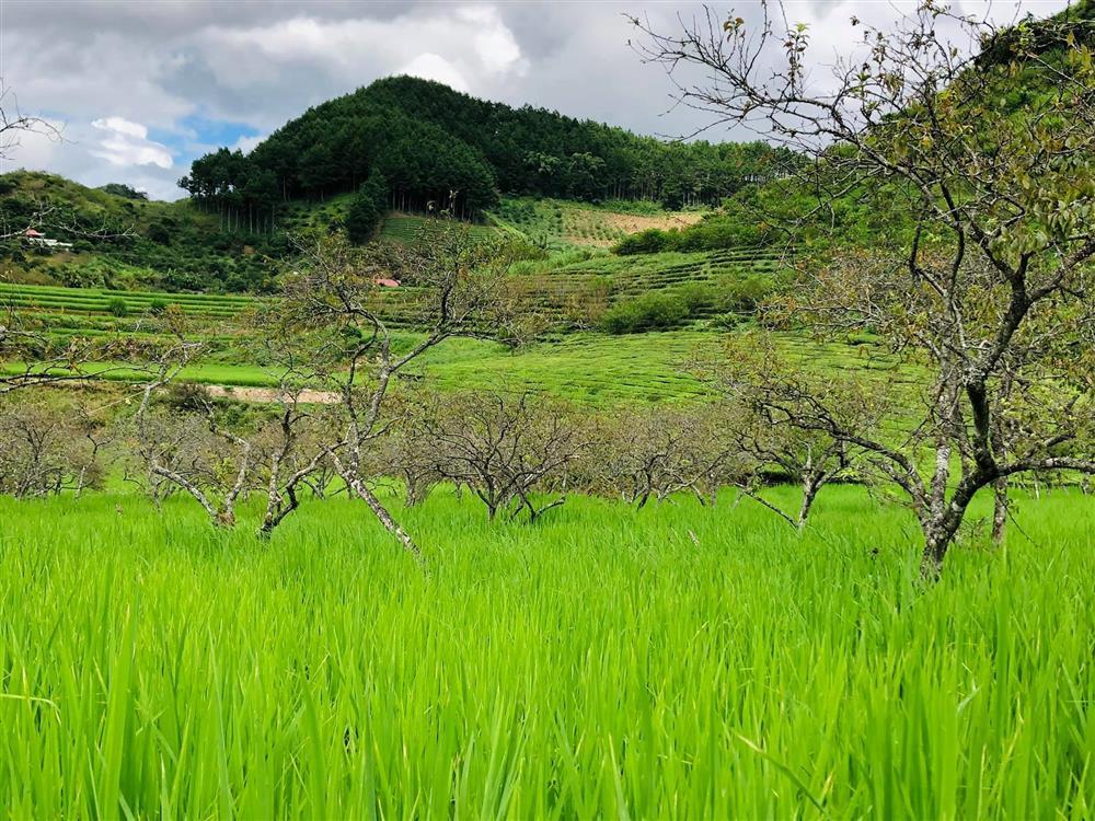 Mắc kẹt ở Mộc Châu, gia đình Hà Nội cuốc đất làm vườn, trèo đèo lội suối-4