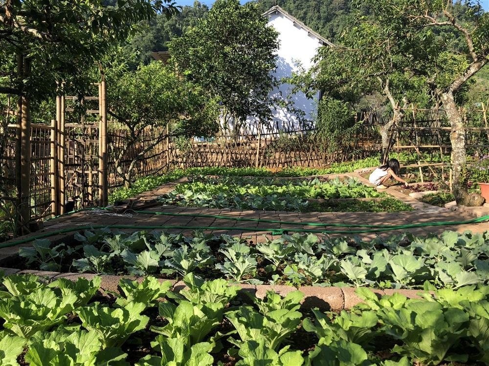 Mắc kẹt ở Mộc Châu, gia đình Hà Nội cuốc đất làm vườn, trèo đèo lội suối-9