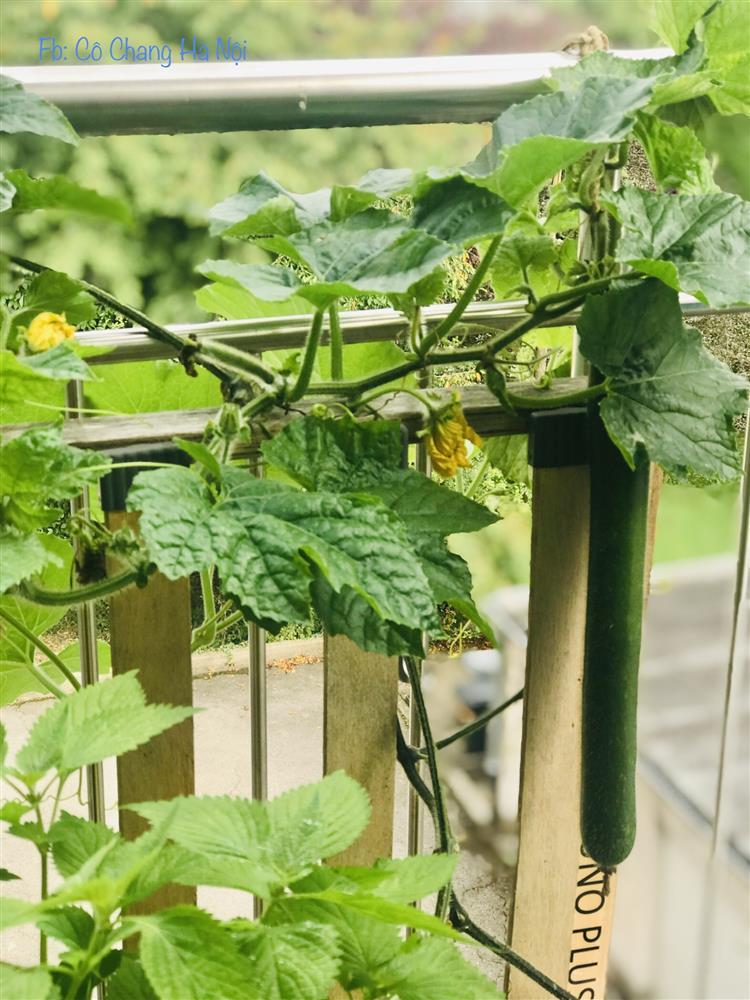 Khu vườn tí hon 2,5m2 nhưng giữ lửa bếp nhà tuyệt vời đẹp-6