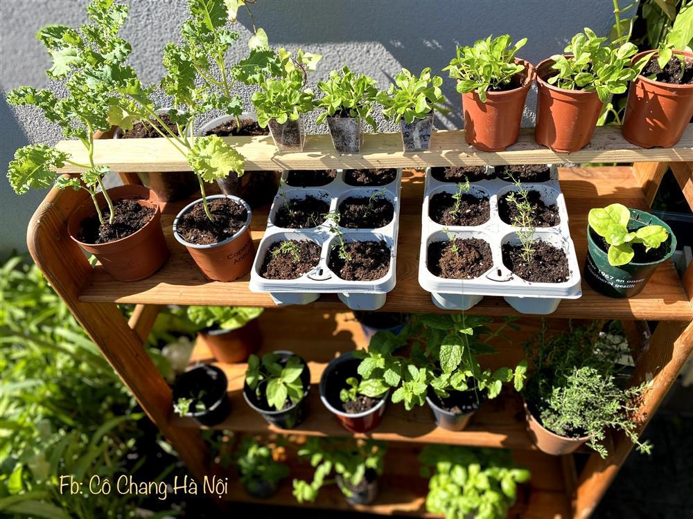 Khu vườn tí hon 2,5m2 nhưng giữ lửa bếp nhà tuyệt vời đẹp-7