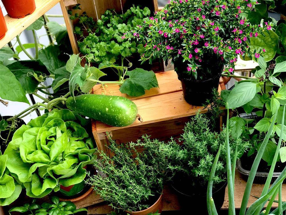 Khu vườn tí hon 2,5m2 nhưng giữ lửa bếp nhà tuyệt vời đẹp-9