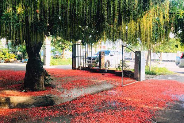 Cách đặt mèo thần tài giúp khai thông vận may, thu hút tài lộc-2