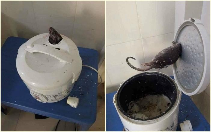 Rùng mình đàn thạch sùng sấy giòn tan rúc trong nồi cơm điện-3