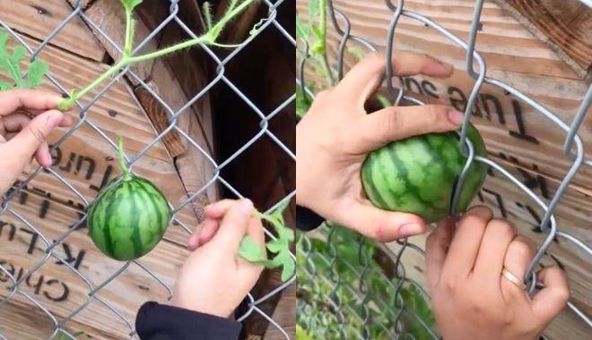 Những chiếc cây dưa hấu mọc đúng kiểu trò đùa tạo hóa-3