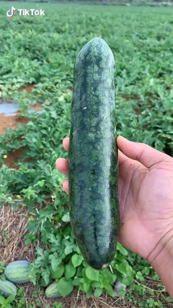 Những chiếc cây dưa hấu mọc đúng kiểu trò đùa tạo hóa-5