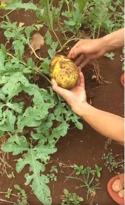 Những chiếc cây dưa hấu mọc đúng kiểu trò đùa tạo hóa-8