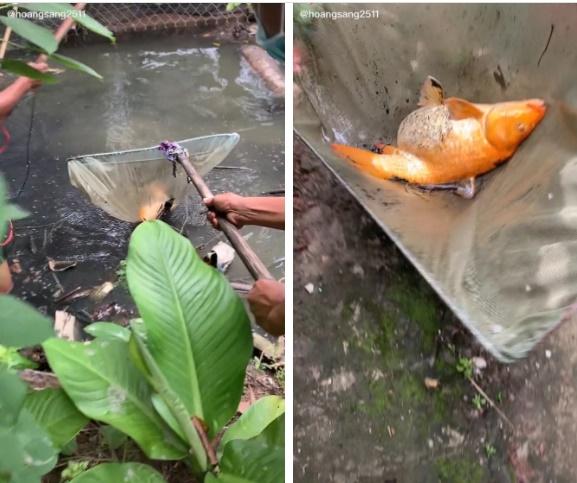 Bắt được cá chép vàng sắp đẻ, người đàn ông được khuyên thả gấp-1