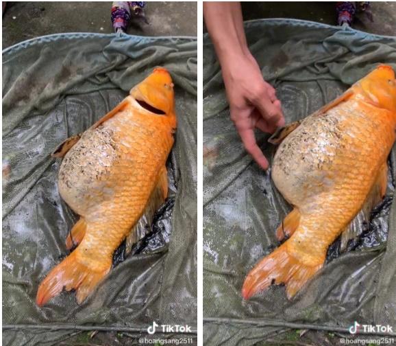 Bắt được cá chép vàng sắp đẻ, người đàn ông được khuyên thả gấp-2