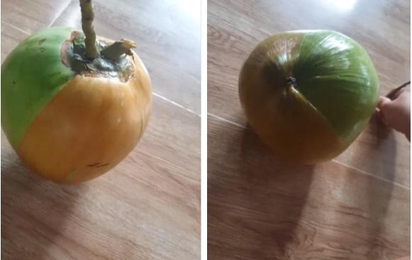 Quả dừa 2 màu bên xanh bên vàng đột biến nhất Việt Nam-1