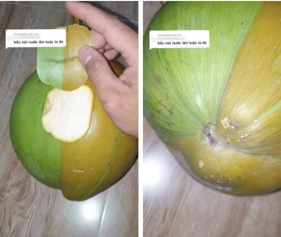 Quả dừa 2 màu bên xanh bên vàng đột biến nhất Việt Nam-2