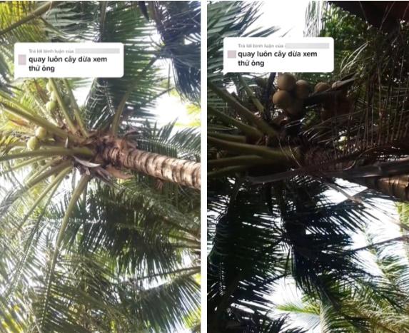 Quả dừa 2 màu bên xanh bên vàng đột biến nhất Việt Nam-3