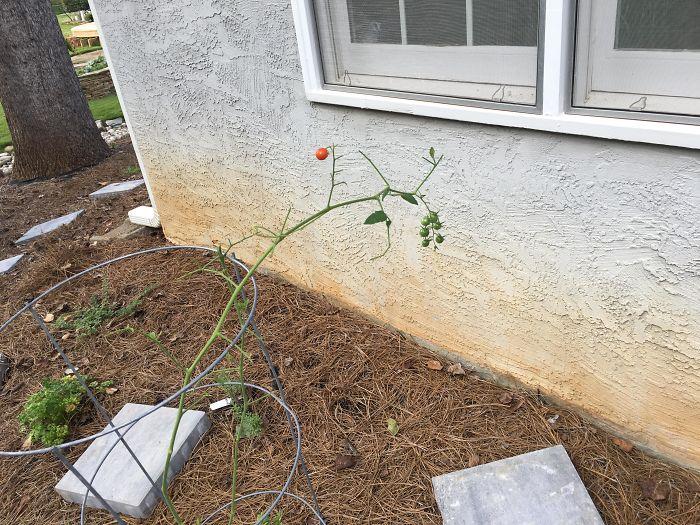 Phí công chăm cây như con mọn, kết quả chẳng bõ nhét kẽ răng-1