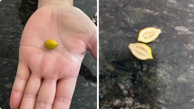 Phí công chăm cây như con mọn, kết quả chẳng bõ nhét kẽ răng-9