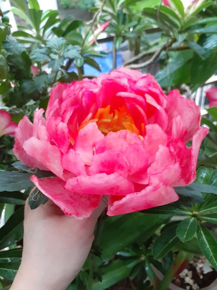 Rau củ biến thành hoa qua đôi tay tuyệt phẩm khéo léo-4