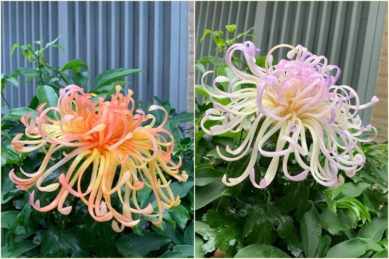 Rau củ biến thành hoa qua đôi tay tuyệt phẩm khéo léo-9