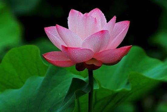 Trẻ sinh vào 5 ngày Âm lịch hiếu thảo tài năng, cha mẹ tự hào