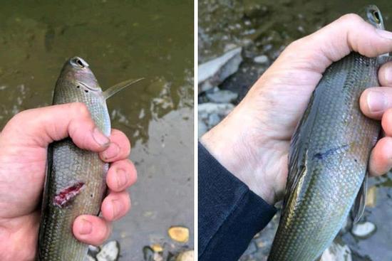 Câu trúng cá nhỏ nên thả đi, 2 tháng sau không tin nổi sự thật