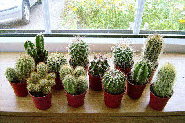 6 loại cây bóng mát, ít rụng lá thích hợp trồng trước nhà-6