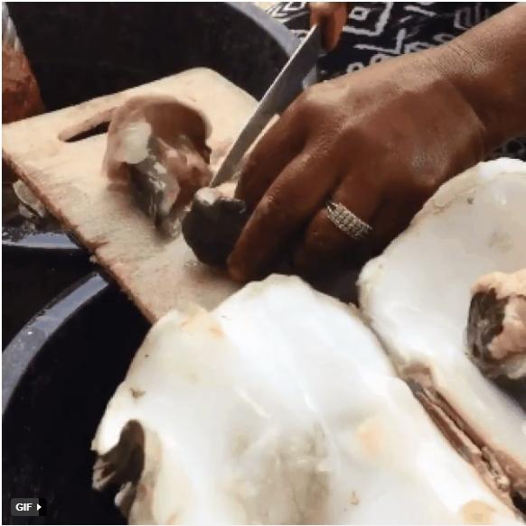 Loại sò khổng lồ cứng như đá, dùng búa đập may ra mới vỡ-3