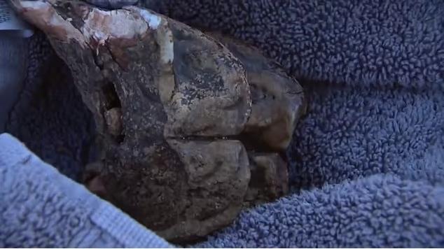 Bé 6 tuổi bất ngờ khai quật hóa thạch quái thú kỷ băng hà-2