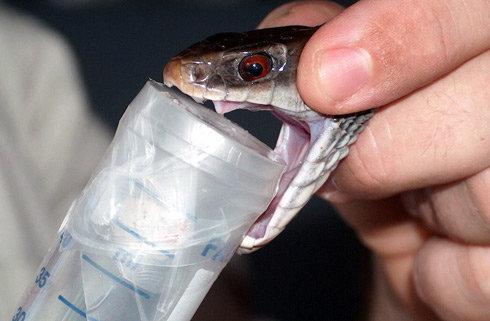 Làm đẹp từ nọc độc rắn: Nghe đáng sợ nhưng cực lợi ích-1