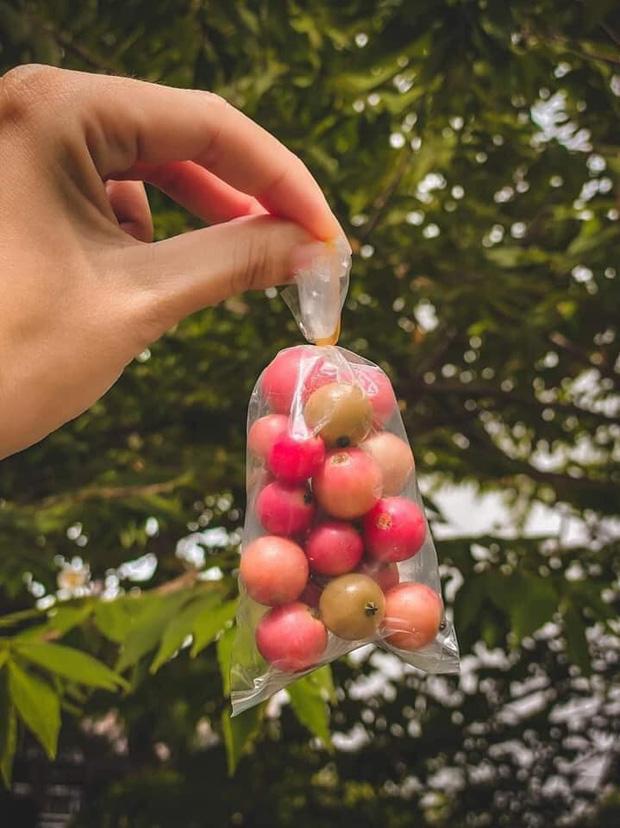 Loại quả gây thương nhớ tuổi thơ, trẻ con thời nay làm sao biết-1