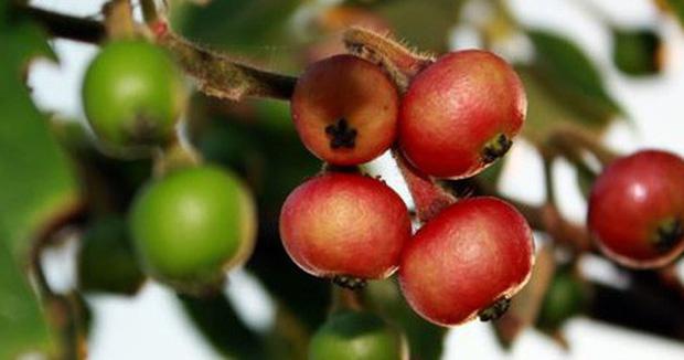 Loại quả gây thương nhớ tuổi thơ, trẻ con thời nay làm sao biết-2