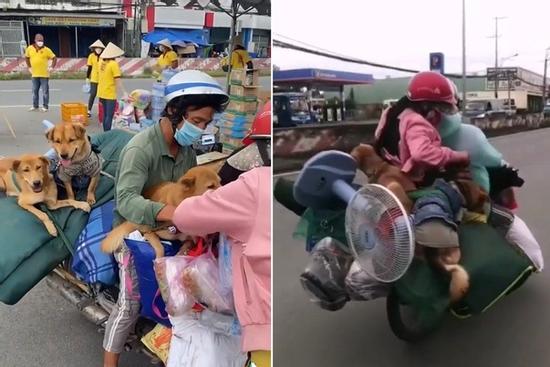 15 chú chó theo chủ về quê bị tiêu hủy được thương như con