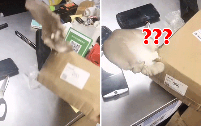 Đặt đồ online 2 tháng mới ship tới, chiếc hộp mọc luôn món ăn-1