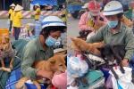 Tiêu hủy 15 con chó ở Cà Mau: 'Áp lực chống dịch, tiêu hủy công khai'