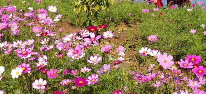 Đảo hoa Kon Trang Long Loi - Có nơi nào đẹp hơn?-2