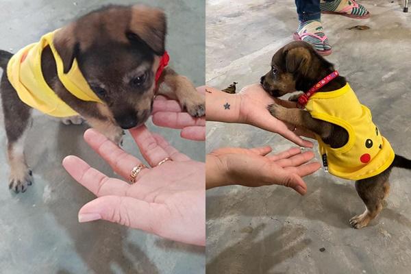 Trương Quốc Anh phát ngôn gây chú ý về 15 chú chó bị tiêu huỷ-3